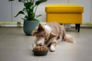 Therapie- und Diätkonzepte für Hundesenioren
